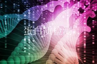蛋白质检测